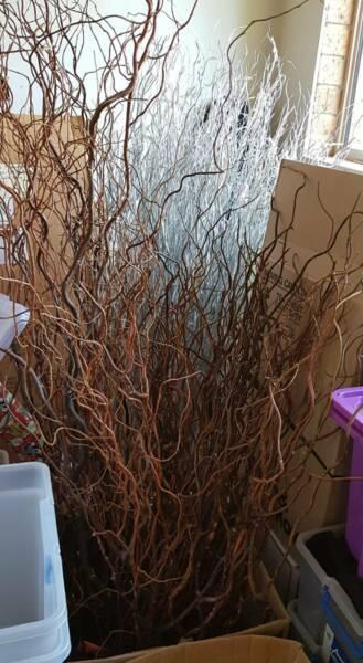 Natural Twisted Willow for sale