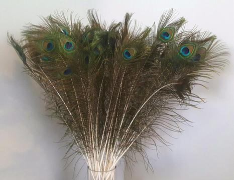50pcs Natural Peacock Feathers. 70-80cm long NEW!