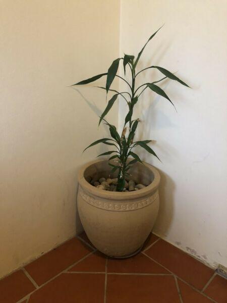 Bamboo indoor pot plant with terracotta pot