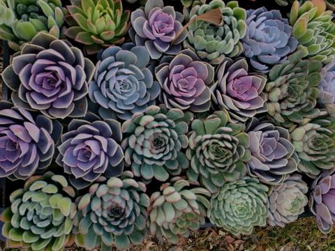 great gift... succulents