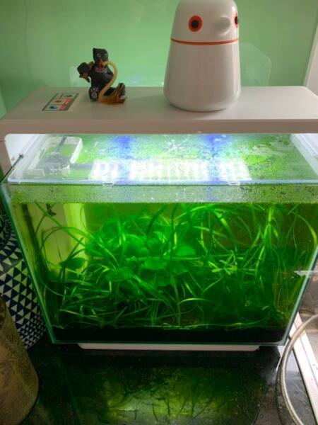 Lovely white designer fish tank