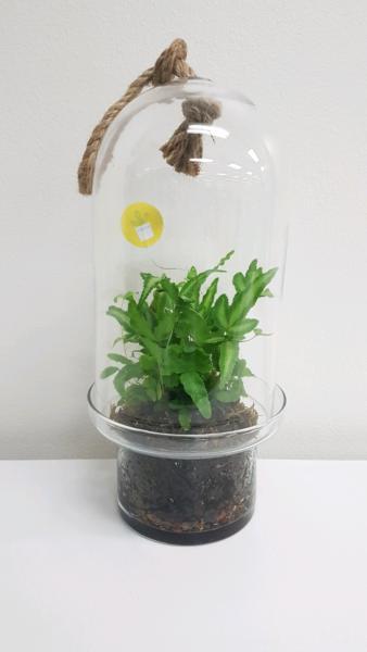 Plant Glass Bell Terrarium. Garden. Gift