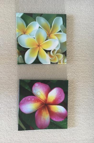 Frangipani flower prints x 2
