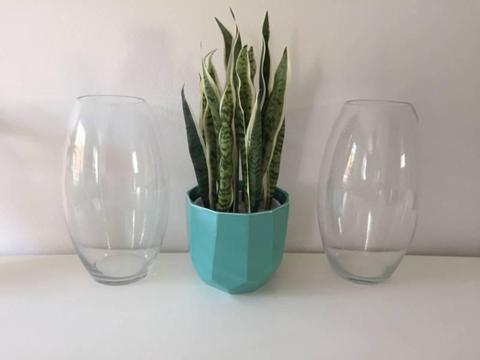 Two large Glass Vases