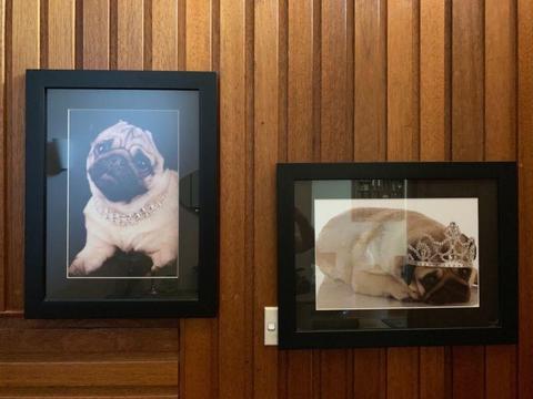 Pug art photo prints. Beautifully framed and mounted. Pair $45