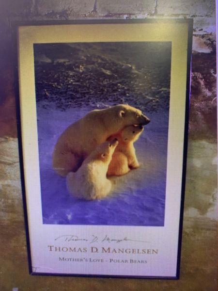'Mother's Love' - Polar Bears