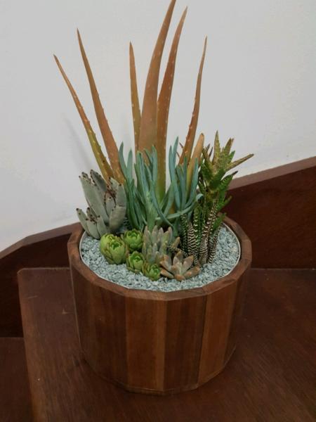 Succulent Centerpiece in Wooden Planter