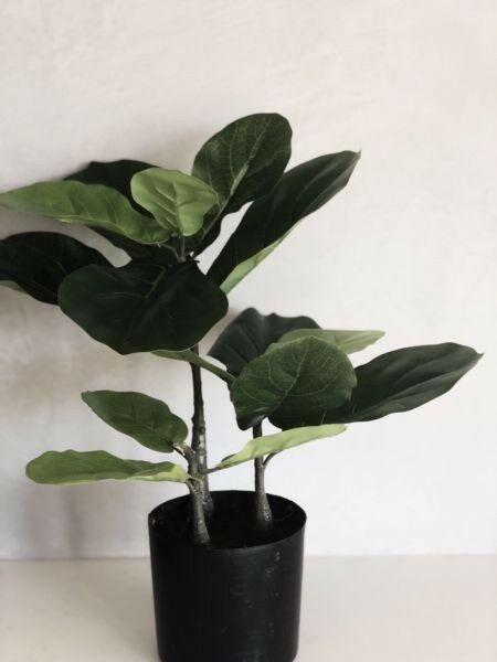 Baby Fiddle Leaf fig (Faux Plant)