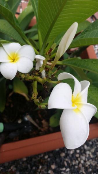 Frangipane white flowers