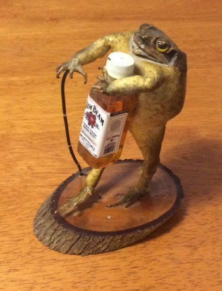 Cane toad with Jim Beam bottle