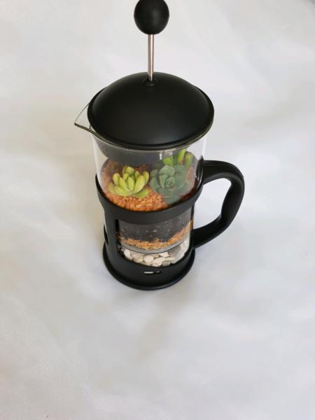 Coffee plunger terrarium