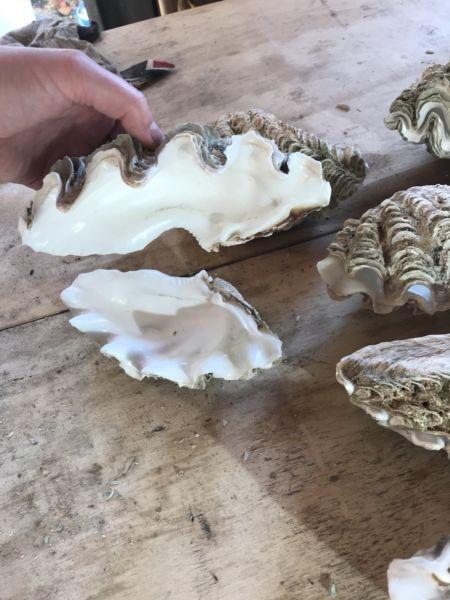 Large Clam Shells - Turn into Soap Dishes / Candles