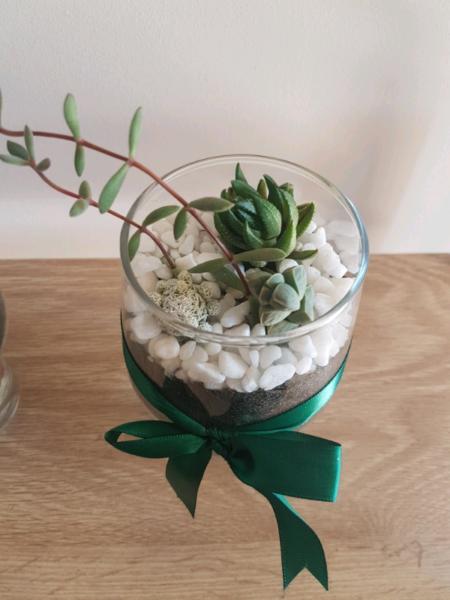Succulent gifts