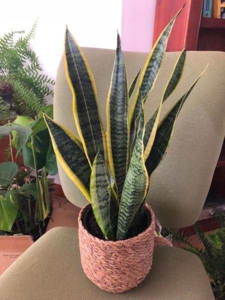 Healthy snake plant