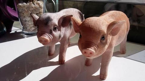 ADORABLE PIGLETS TWO FOR SALE $10 EACH
