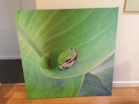 Green frog canvas print