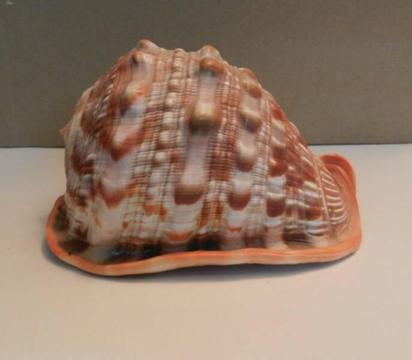 Bull Mouth Helmet Conch Shell Coral Sea Snail Fish Tank Vintage