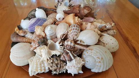 Rare Seashells