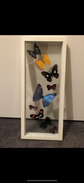 Framed Real Butterflies