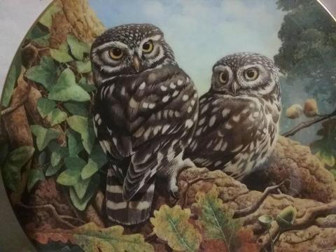Fine Bone China Royal Doulton British Owls Collectors Plate,Art