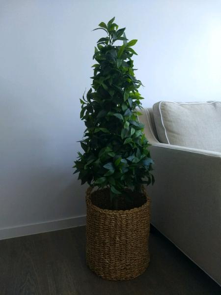 Large artificial fake indoor pot plant