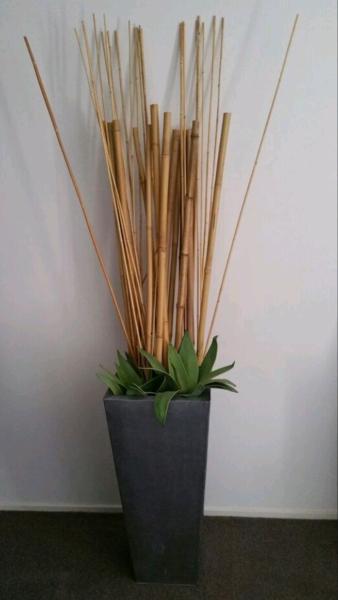 Decorative indoor bamboo in pot