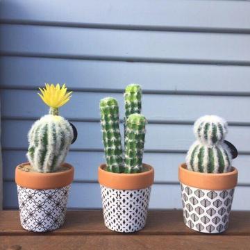 Mini Fake Cacti