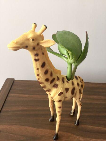 Toy Giraffe Indoor Plant