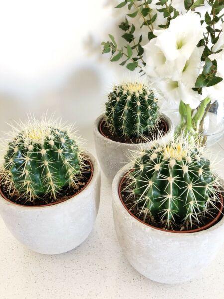 Cactus for sale in nice pastel colour pots