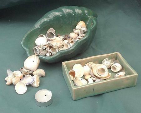 Decorative Shell Set
