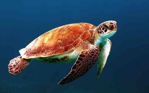 Turtle On A Swim - Nature Photo Print for Home Decorations