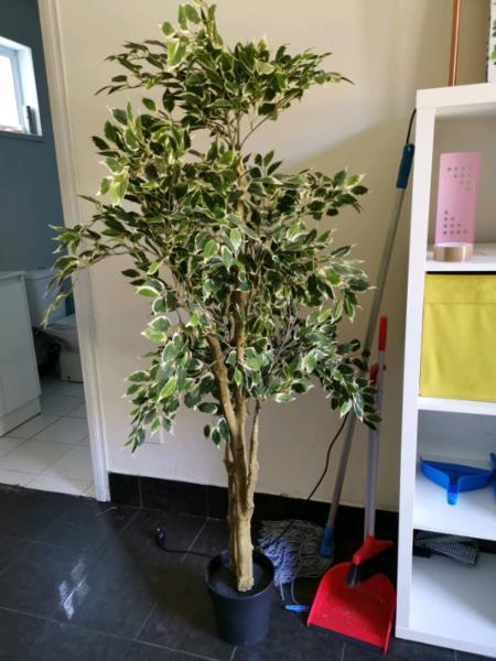 Ikea feak plant for sale, pick up only$40