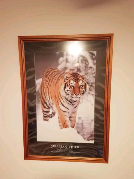 Siberian Tiger Glass Framed Picture