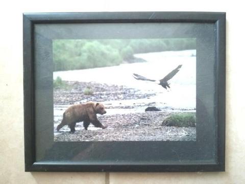 ***FRAMED ANIMAL/BEAR/EAGLE PICTURES/PHOTOS - under glass***