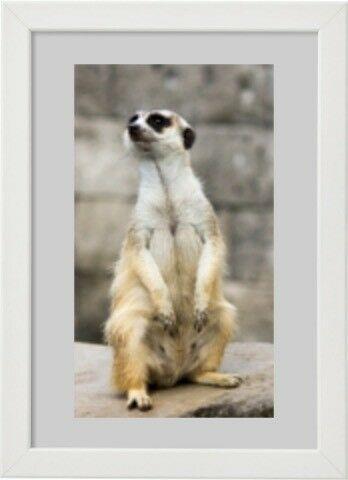 Meerkat Sitting on the Lookout A4 Framed Photo Poster Print