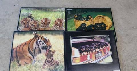 Tiger and rottweiler framed pictures