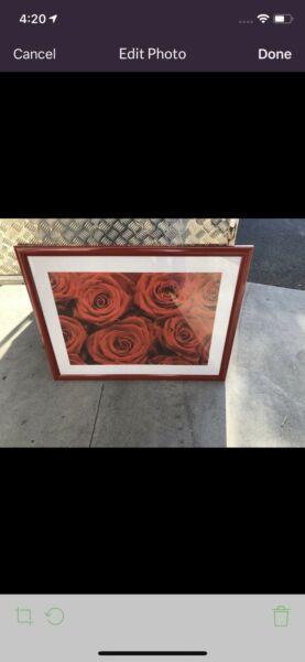Rose pictures