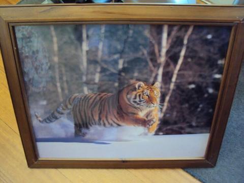 Tiger photo in wooden frame
