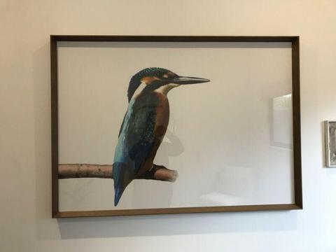 Kookaburra print framed in trend