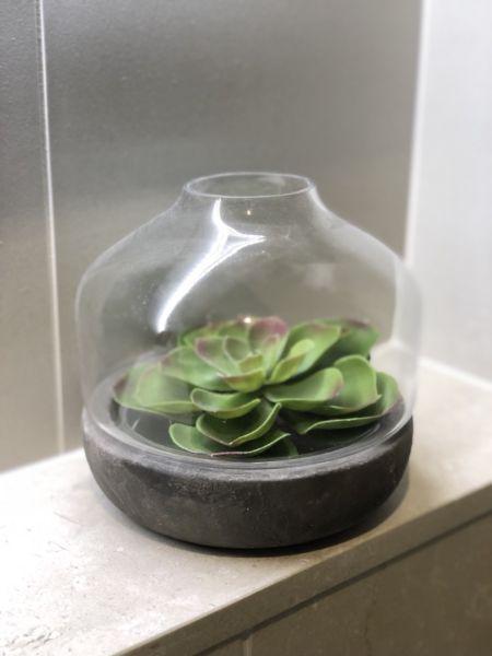 Decorative Plant with Concrete Base and Glass Top
