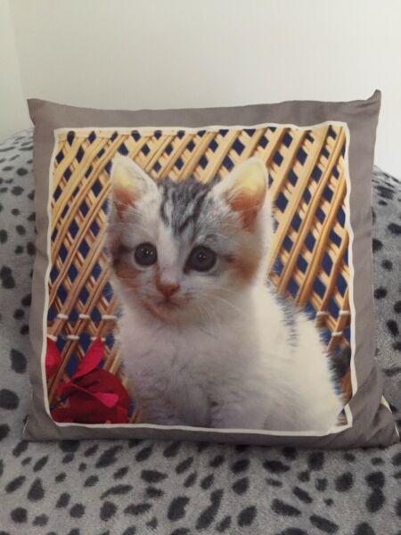 Cute Kitten scatter cushion