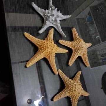 Decorative starfish shells