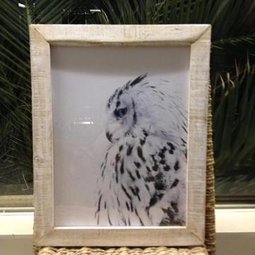 Picture owl