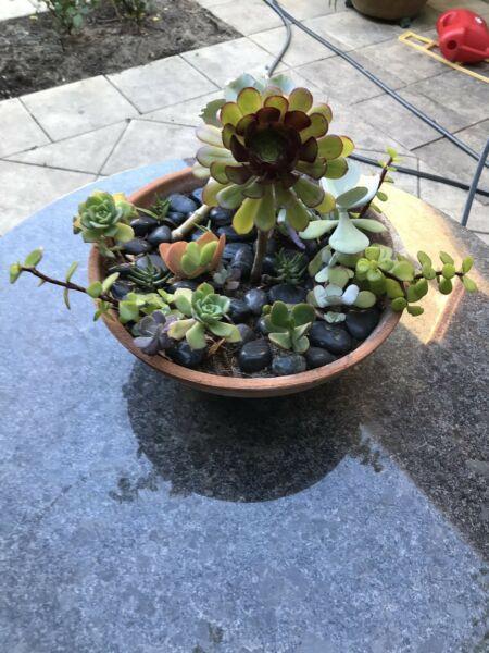 Plants in pot