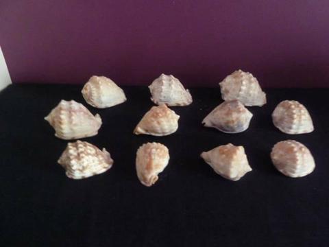 Collection of sea shells. Bathroom decor, or fish tank