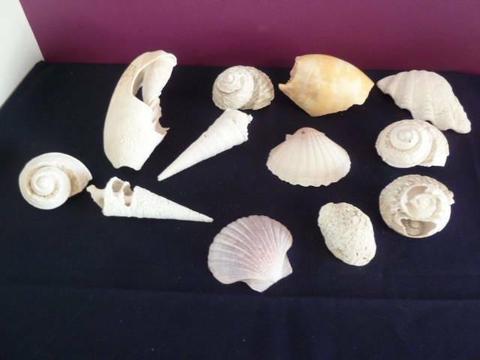 Sea shells. A mix of battered old shells