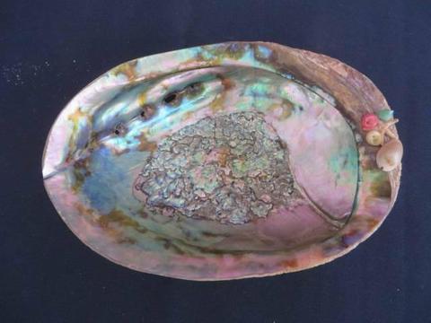 Very large abalone sea shell