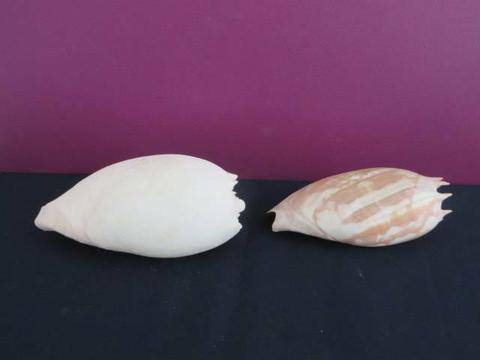 2 large sea shells