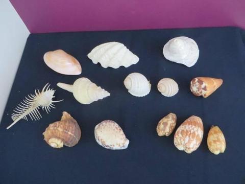 Assorted large sea shells, $10 each