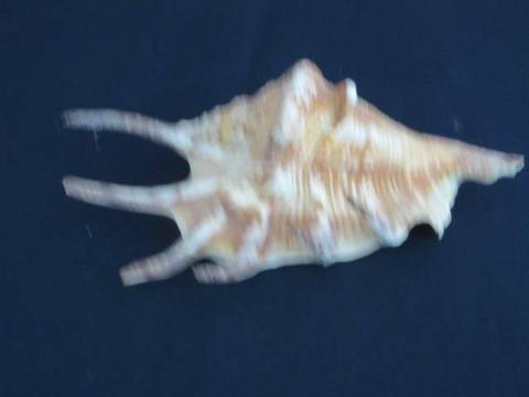 Sea shell with spikes